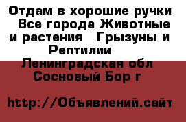 Отдам в хорошие ручки - Все города Животные и растения » Грызуны и Рептилии   . Ленинградская обл.,Сосновый Бор г.